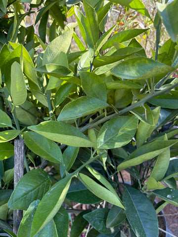 Naranjo (ombligo)