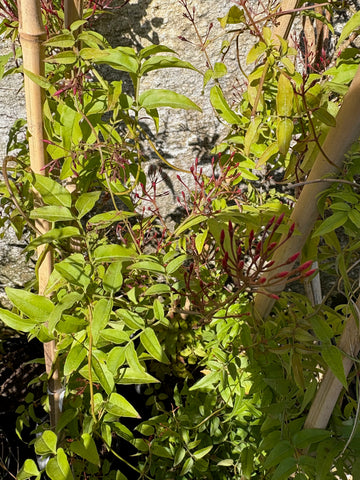 Jazmín de Hungría (trepador)
