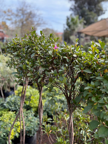 Azalea topiada