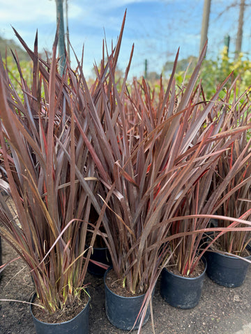 Phormium (formio) tenax morado enano