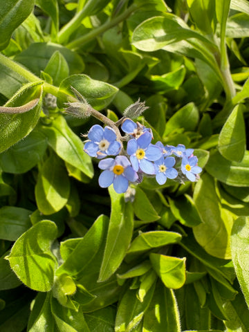 Miosotis celeste