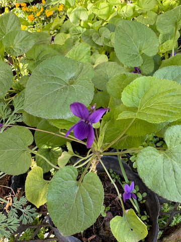 Violeta del bosque