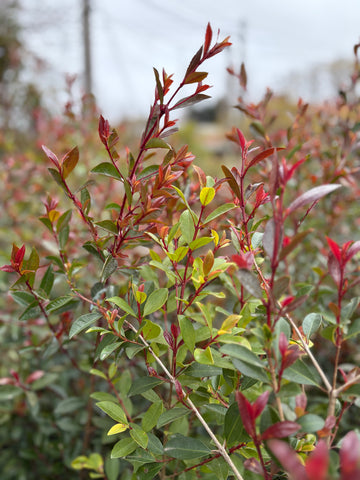 Eugenia myrtifolia grandes