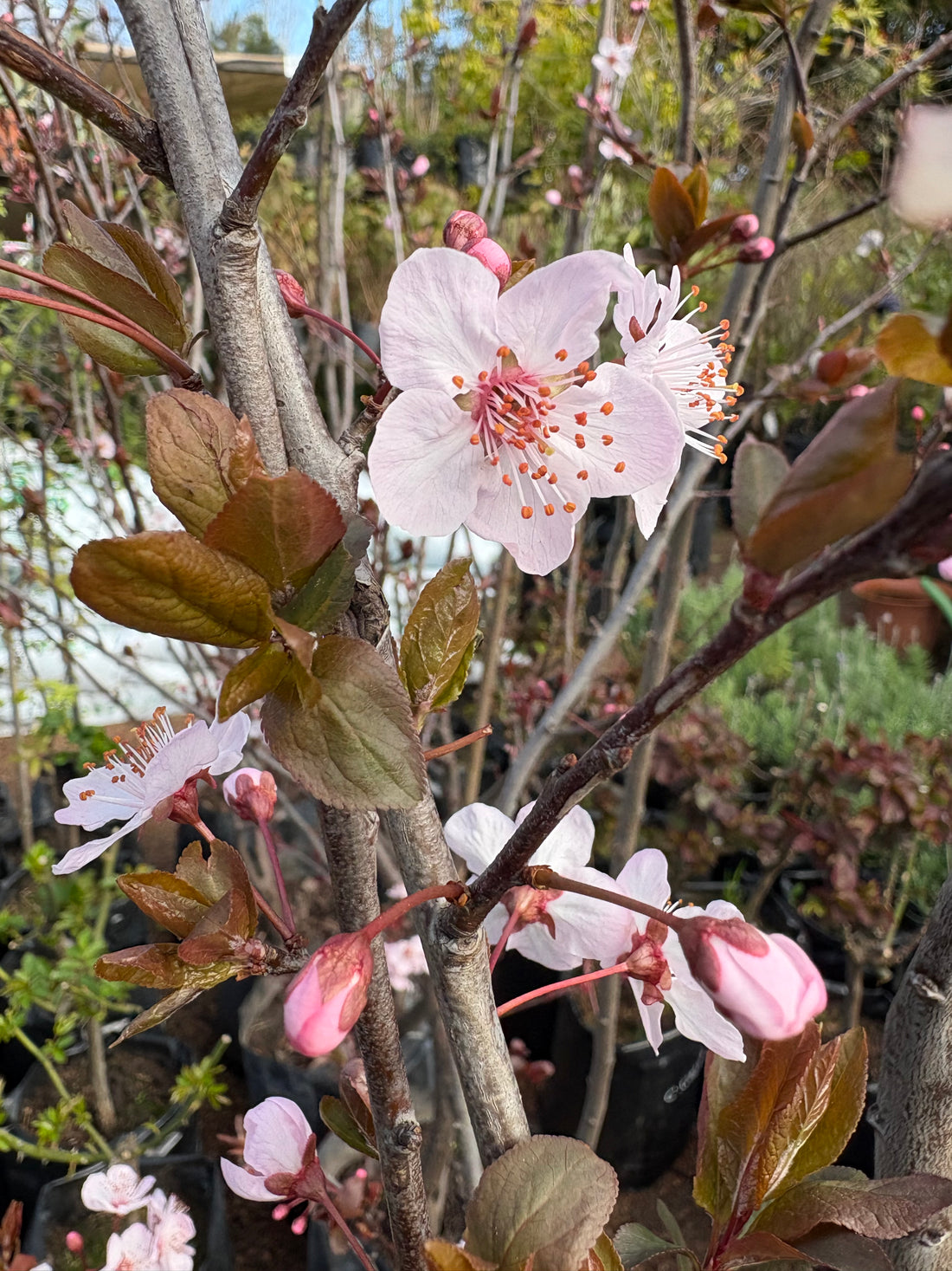 Ciruelo de jardín (Prunus cerasifera)