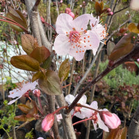 Ciruelo de jardín (Prunus cerasifera)