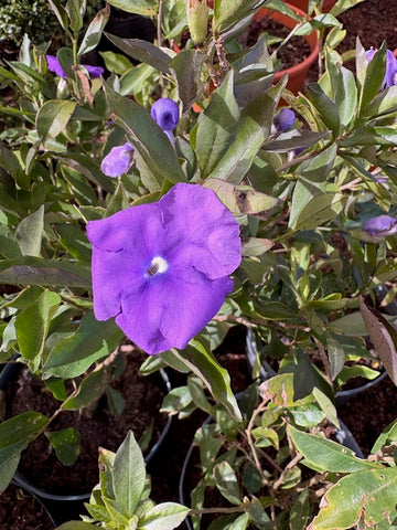 Jazmín del Paraguay