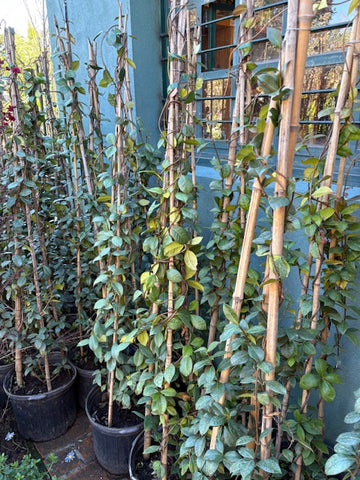 Jazmín de leche (Trachelospermum jasminoides) grande