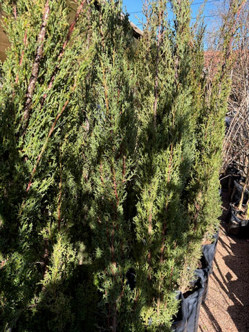 Ciprés piramidal (Cupressus sempervirens)