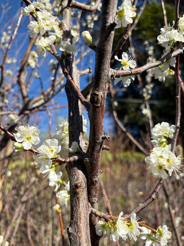 Ciruelo (Prunus domestica)