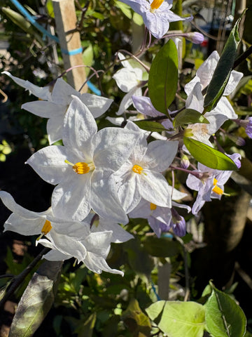 Solamun jasminoides