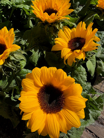 Girasol enano