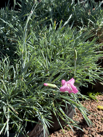 Dianthus rosado