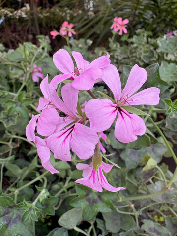 Malvón hiedra rosa claro