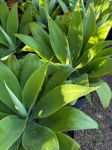 Agave attenuata