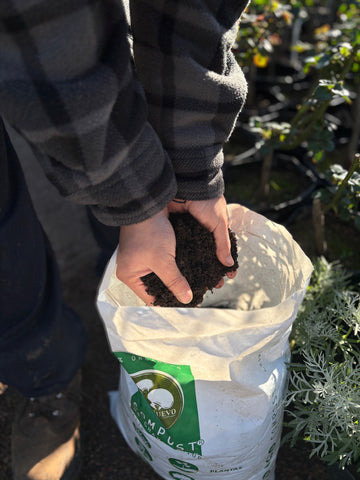 Compost de Champignon chica