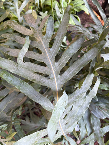 Helecho azul (Phlebodium aureum)