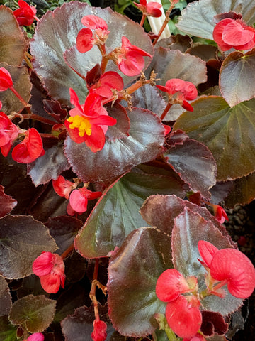Begonia semperflorens (Flor de Azúcar) roja