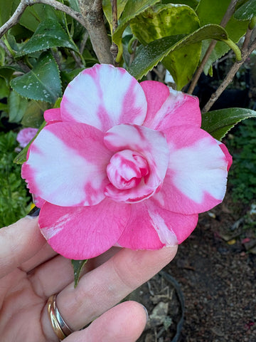 Camelia Japónica matizada