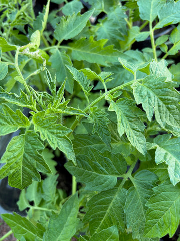 Tomate americano