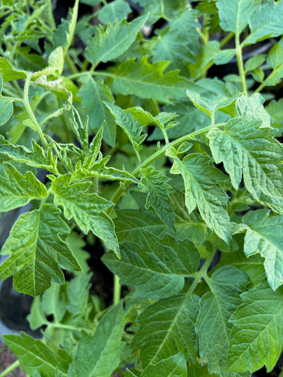 Tomate americano