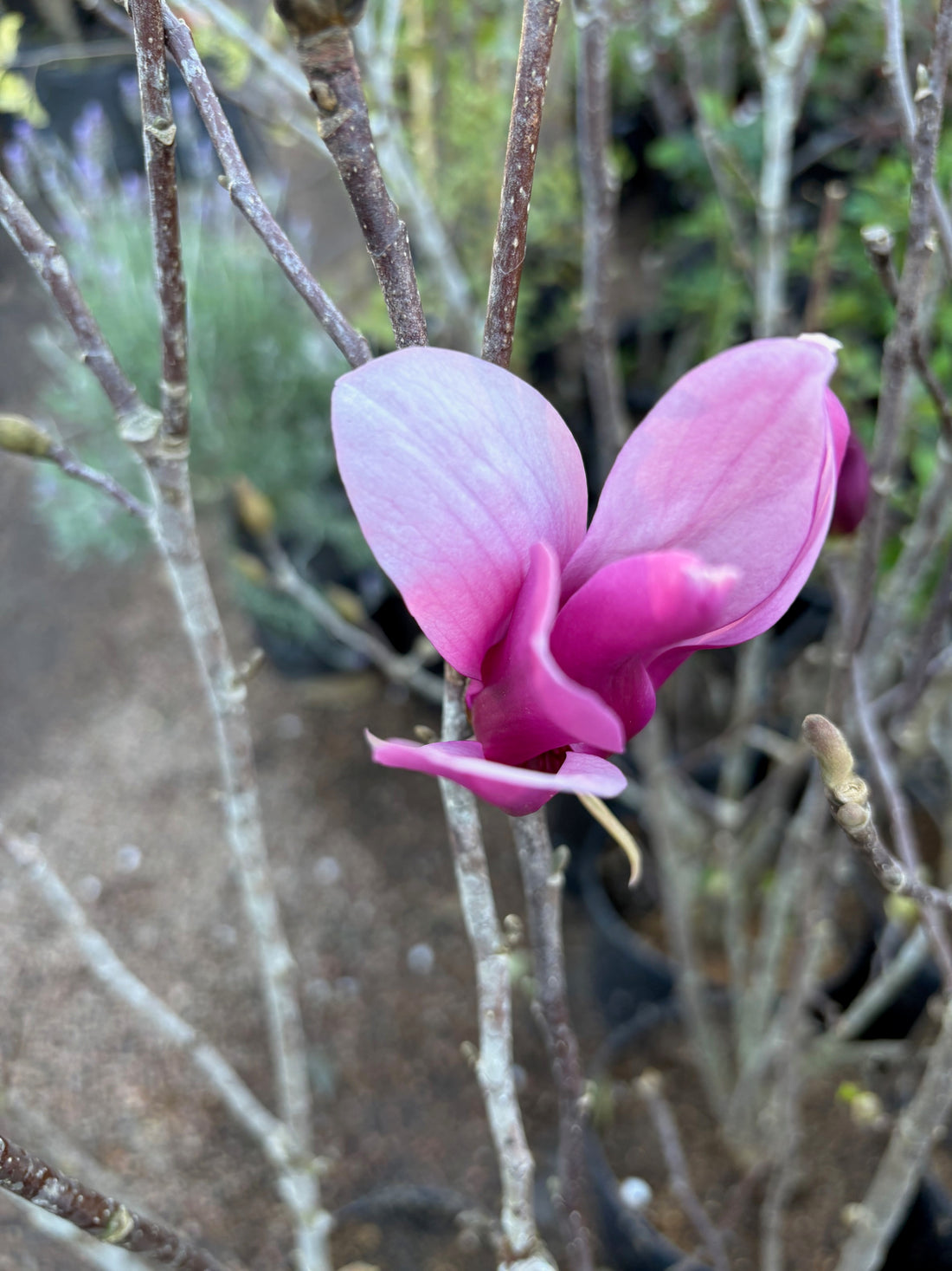Magnolia liliflora