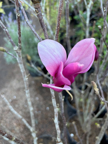 Magnolia liliflora