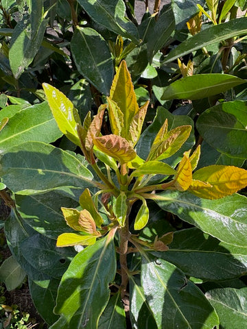 Viburnum Henry