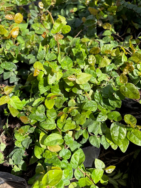 Ficus repens (enamorada del muro) chico