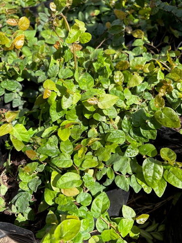 Ficus repens (enamorada del muro) chico