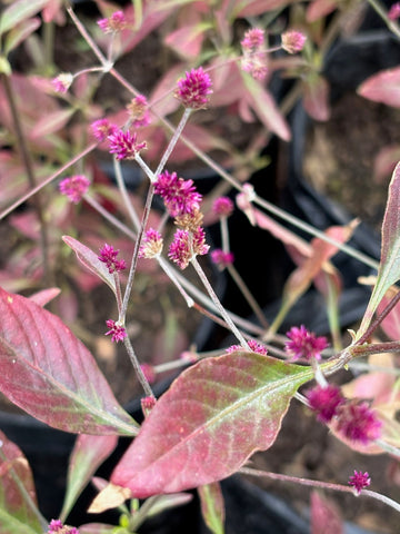 Alternanthera porrigens