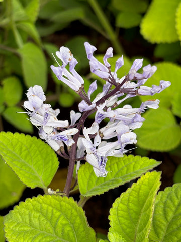 Plectranthus celeste