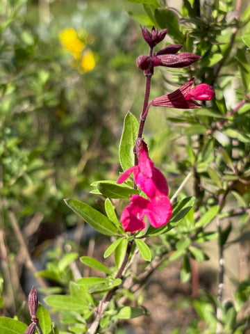 Salvia greggil fucisia
