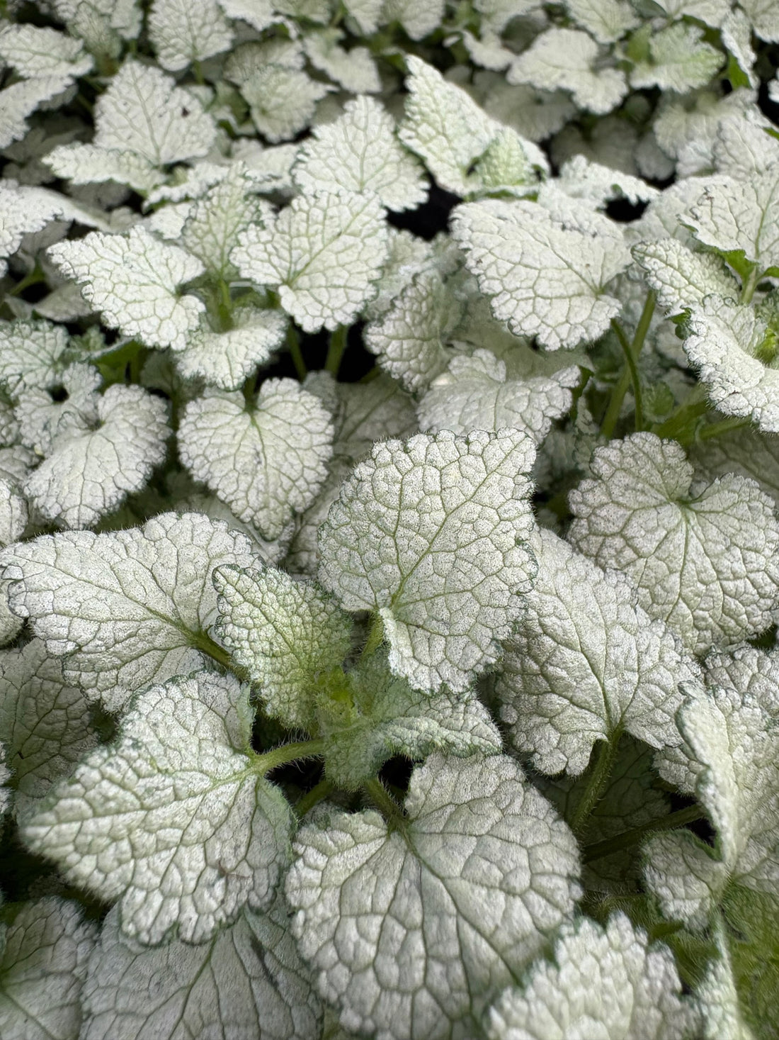 Lamium maculatum