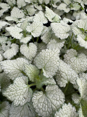 Lamium maculatum
