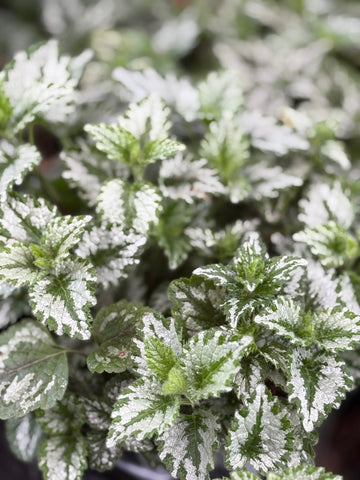 Lamium