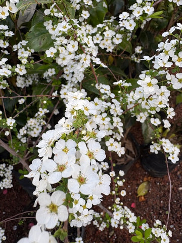 Spirea enana (Coronita de novia)
