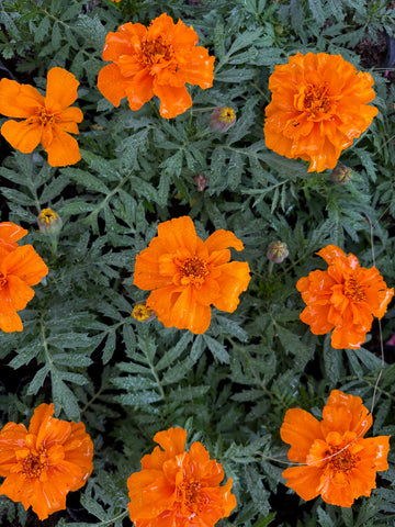 Copete naranja
