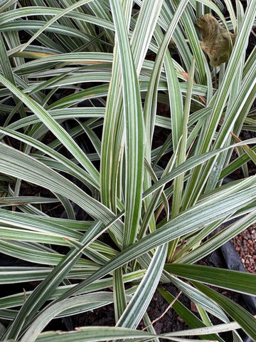 Liriope alba chico