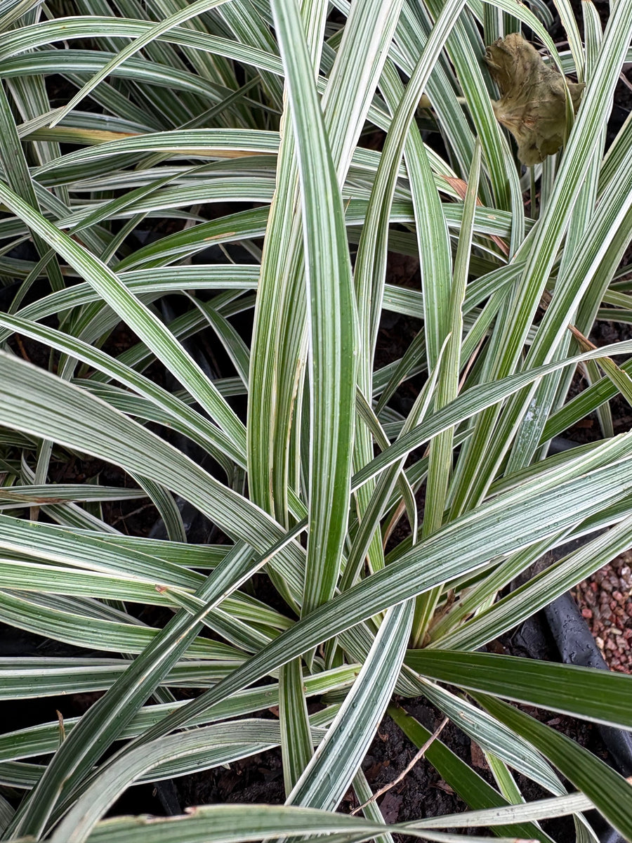 Liriope alba chico
