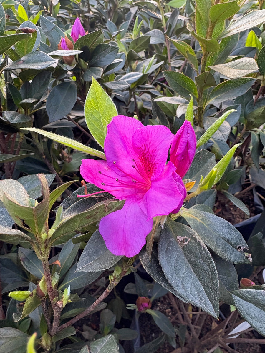 Azalea arbustiva solferino