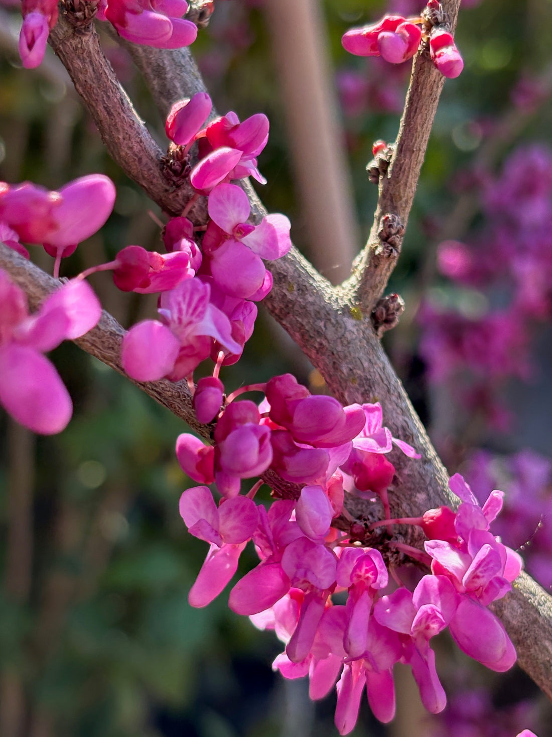 Cercis siliquastrum