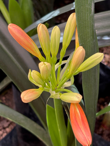 Clivia