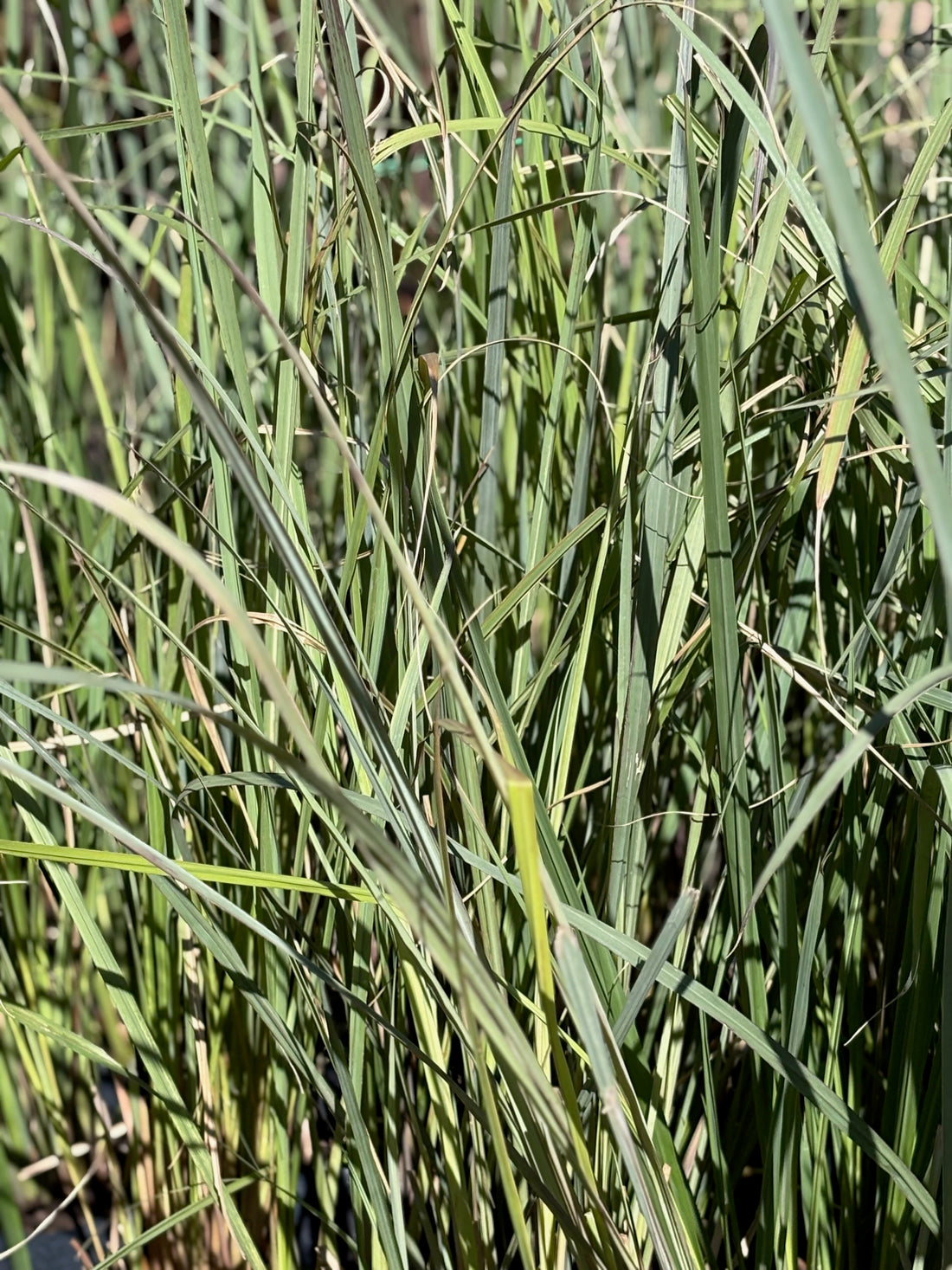 Paspalum haumanii