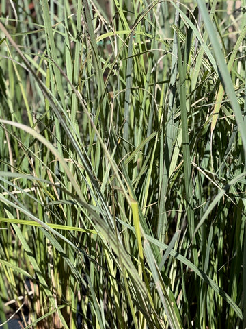 Paspalum haumanii