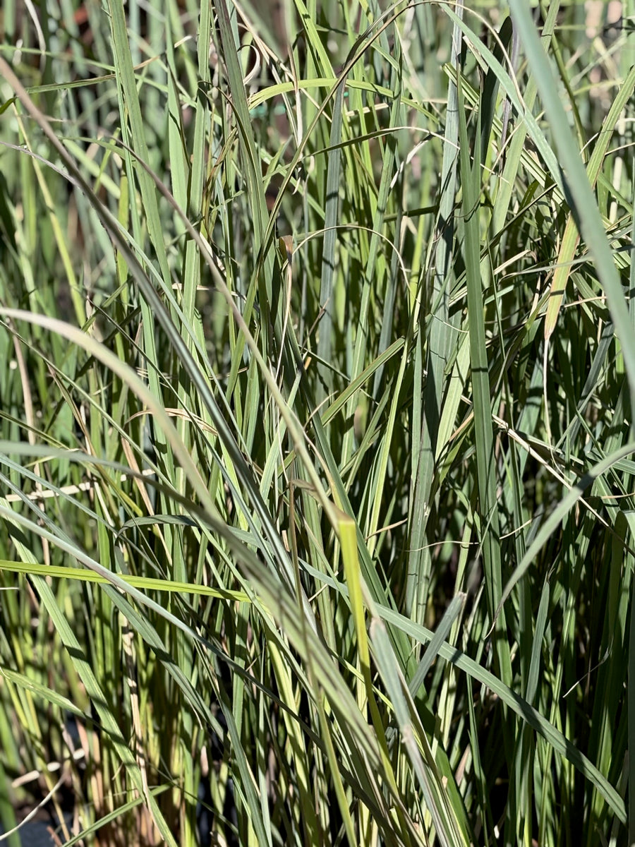 Paspalum haumanii