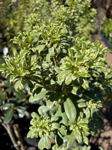 Pittosporum Heterophy