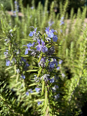Romero officinalis grande