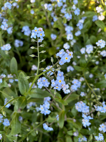 Myosotis celeste