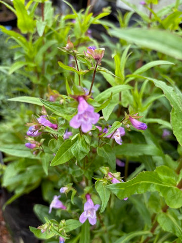 Penstemon enano