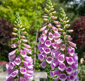 Digitalis púrpura